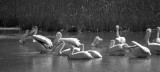 White Pelicans Mono.jpg