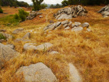 Golden Grass and Rocks.jpg