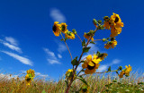 Yolo Sunflowers.jpg