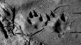 Dog Prints in the Mud.jpg
