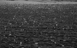 Lake in Sun Mono.jpg