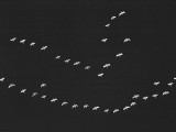 BW Wildlife