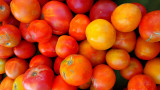 Tomatoes 3.jpg