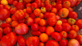 Tomatoes 2.jpg