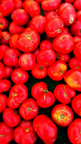 Tomatoes 1.jpg