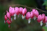 Bleeding Heart Macro<BR>May 9, 2013