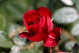 Red Rose Macro<BR>May 20, 2013