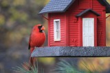 Cardinal on Bird Feeder<BR>November 8, 2013