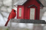 Male Cardinal<BR>January 10, 2014 