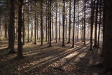 DANS LE JOLI BOIS DE LA FAMILLE ROBERT