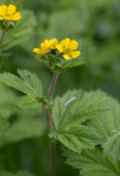 Stor nejlikrot (Geum macrophyllum ssp. macrophyllum)