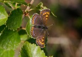 Violett guldvinge (Lycaena helle)