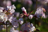 Såpnejlika (Saponaria officinalis)
