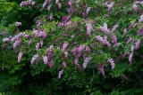 Prestonsyren (Syringa × prestoniae)
