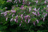 Prestonsyren (Syringa  prestoniae)