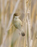 Eurasian Reed Warbler (Acrocephalus scirpaceus)