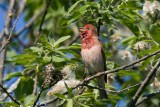 Common Rosefinch (Carpodacus erythrinus)