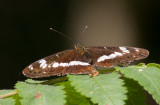 Tryfjril (Limenitis camilla)