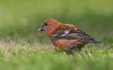 White-winged Crossbill (Loxia leucoptera)