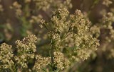 Bitterkrassing (Lepidium latifolium)