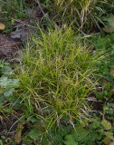 Palmstarr (Carex muskingumensis)	