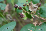 Pyramidbjrnbr (Rubus pyramidalis)