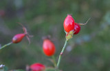 Åkerros (Rosa agrestis)