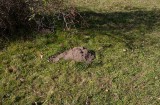 European Mole (Talpa europaea)