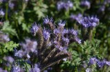 Honungsfacelia (Phacelia tanacetifolia)