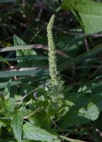 Lungrot (Chenopodium bonus-henricus)