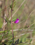 Stor sommarvicker (Vicia sativa ssp. segetalis)
