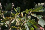 Bergek (Quercus petraea)
