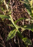 Bantistel (Cirsium canum)