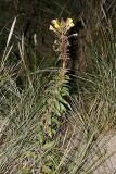 Klittnattljus (Oenothera oakesiana)