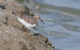 Temmincks Stint (Calidris temminckii)