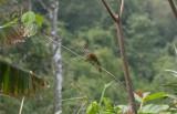 Flavescent Bulbul (Pycnonotus flavescens)
