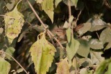 Radde's Warbler (Phylloscopus schwarzi)