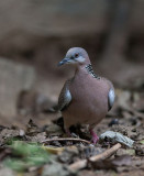 Spotted Dove (Spilopelia chinensis)