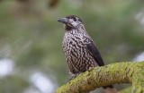 Eurasian Nutcracker (Nucifraga caryocatactes)