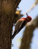 Red-breasted Sapsucker (Sphyrapicus ruber)