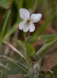 Silverviol (Viola alba)