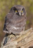 Tengmalm's Owl (Aegolius funereus)	