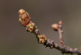 Ek (Quercus robur)