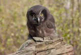 Tengmalms Owl (Aegolius funereus)	