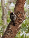 Nuttall´s Woodpecker (Picoides nuttallii)