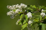 Hägg (Prunus padus)