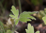 Luddranunkel (Ranunculus psilostachys)