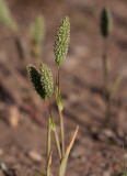 Sandtimotej (Phleum arenarium)