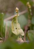 Dvärglåsbräken (Botrychium simplex)