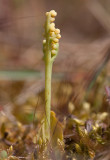 Dvärglåsbräken (Botrychium simplex)